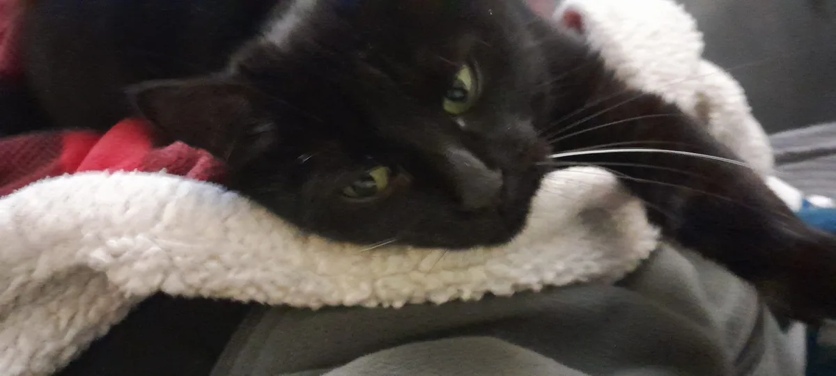 A black cat with green eyes is resting its head on a fluffy white blanket, looking directly at the camera with a sleepy…