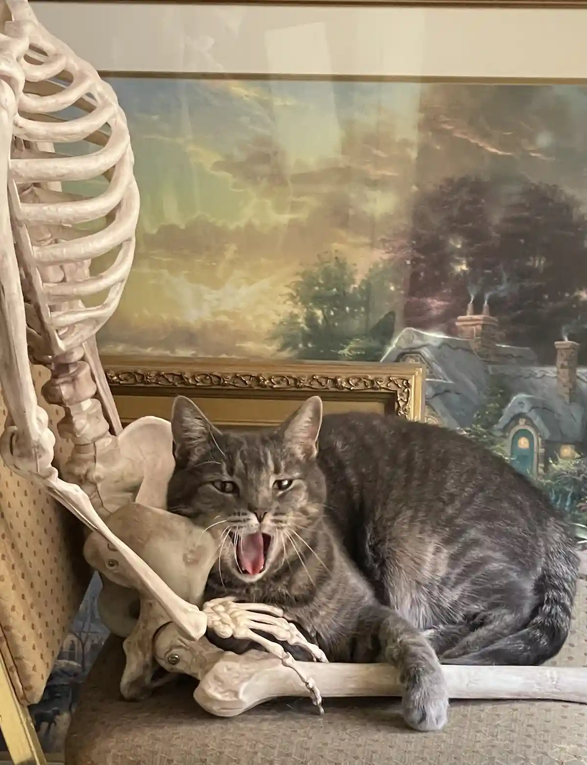 A gray tabby cat is lounging on a chair next to a human skeleton prop, yawning widely with its mouth open. The skeleton's…