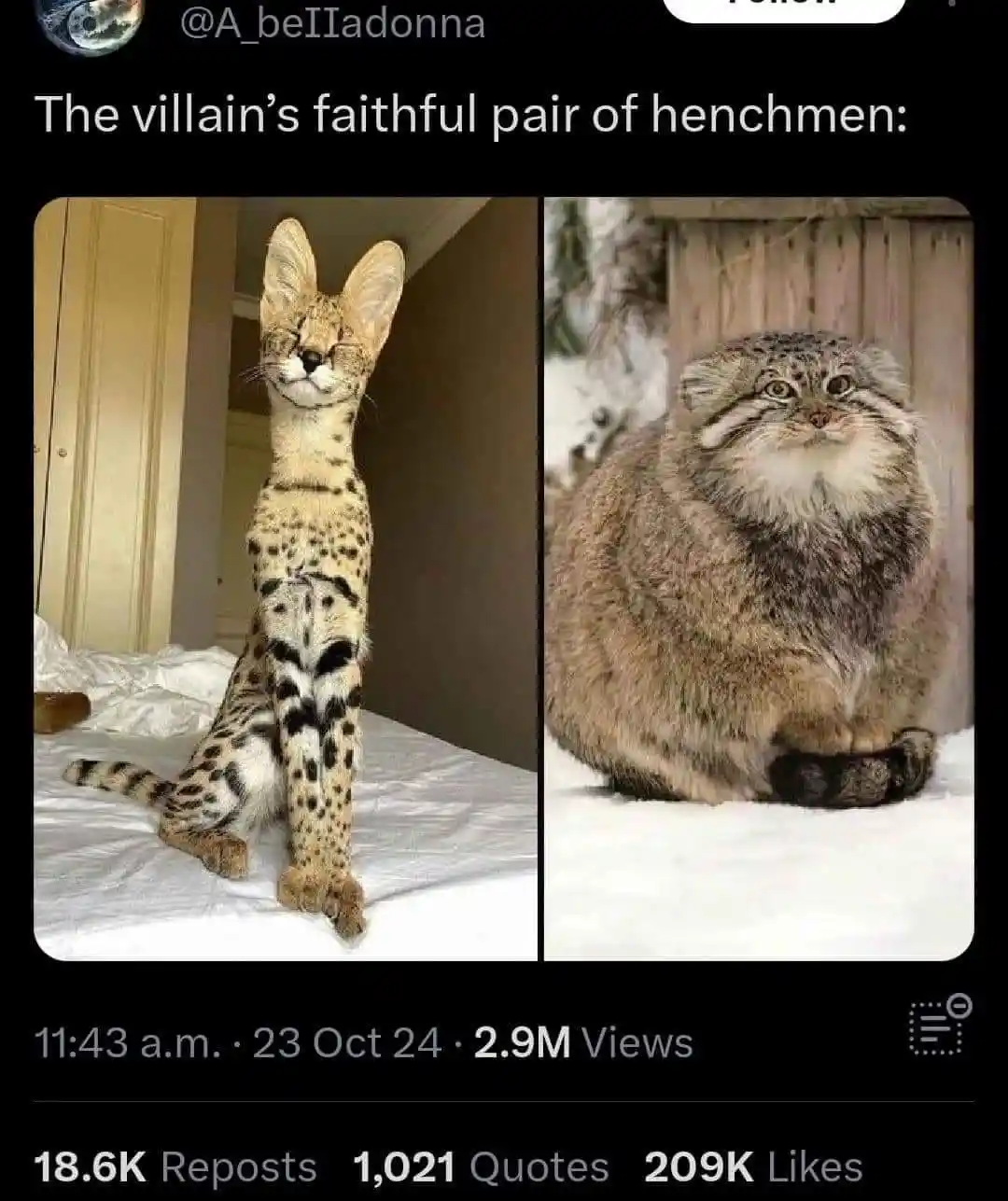 The image displays two side-by-side photos of cats. On the left, a slender serval cat with large ears and spotted fur sits…