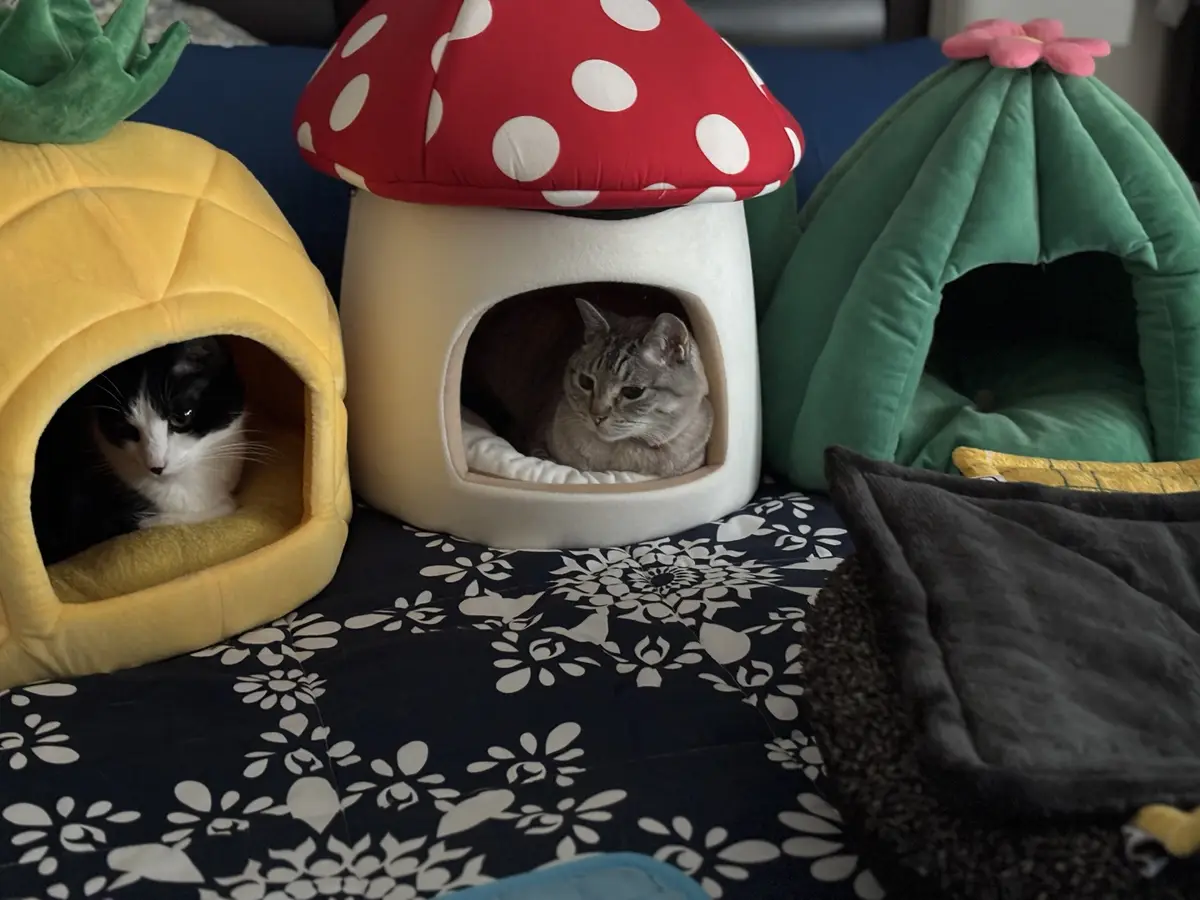 Three cats are visible inside plush, themed pet beds shaped like a pineapple, a red-and-white polka-dotted mushroom, and a…