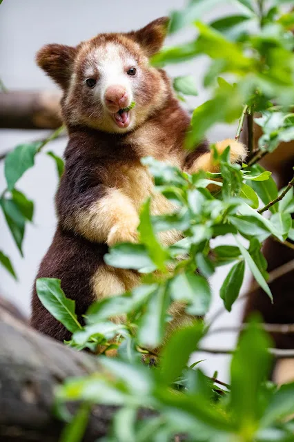 A close-up photo of a brown and cream-colored tree sloth hanging from branches among green leaves, with a small piece of…