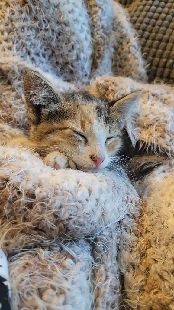 A small calico kitten with closed eyes is peacefully sleeping on a fluffy, textured blanket. The kitten's face is serene…