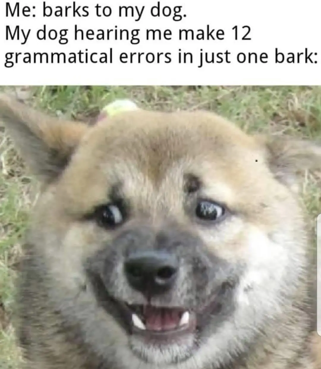 A close-up photo of a fluffy, light brown dog with wide, slightly crossed eyes and a goofy, toothy grin, set against a…