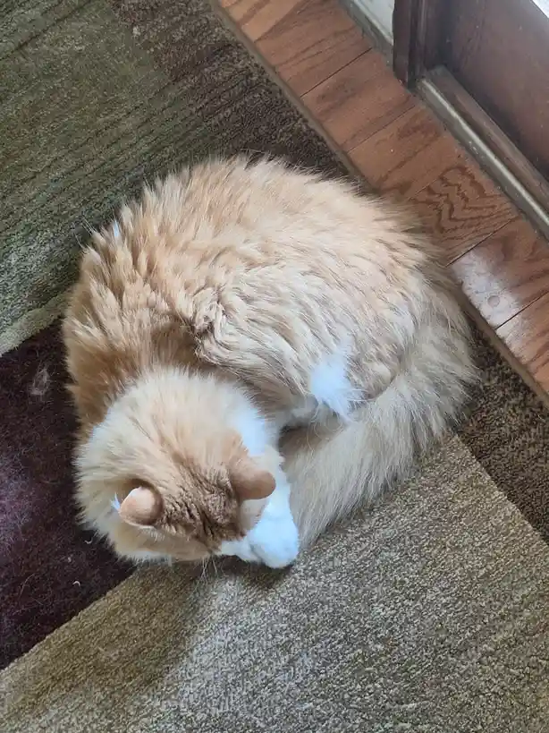A fluffy orange and white cat is curled up in a tight ball on a brown carpet next to wooden flooring, appearing to be…