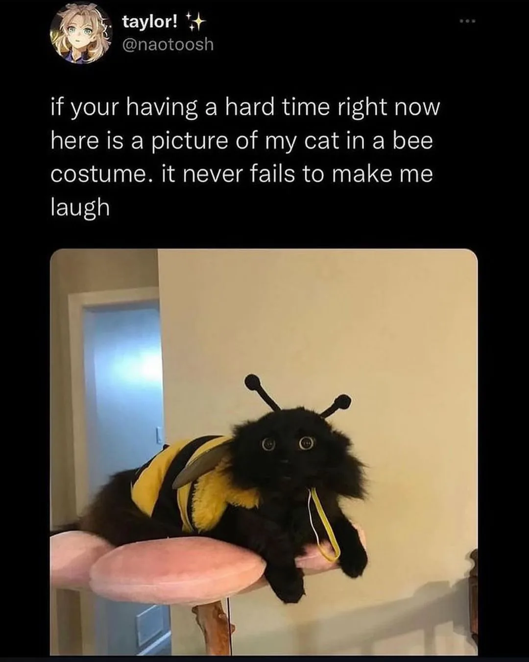 A black cat wearing a yellow and black striped bee costume with antennae and wings, lying on a pink cat tree. The overlaid…