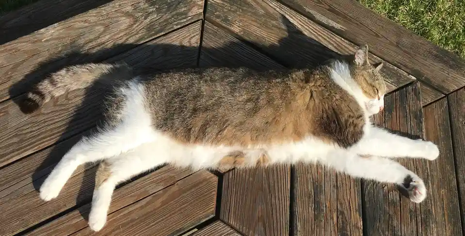 A fluffy brown and white cat is stretched out on its side on a weathered wooden deck, basking in sunlight with its eyes…
