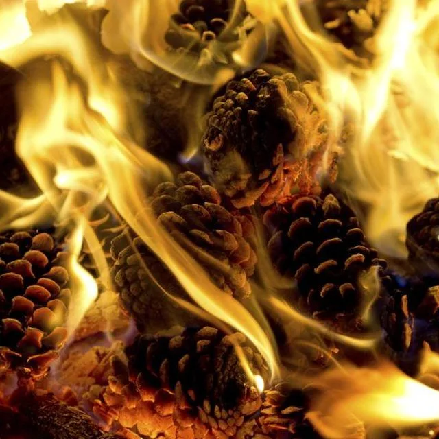 Pinecones are the hottest trend right now!