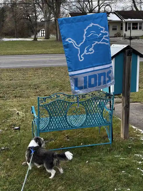 A small black-and-white dog on a leash stands in a grassy yard, looking up at a blue Detroit Lions flag hanging from a…