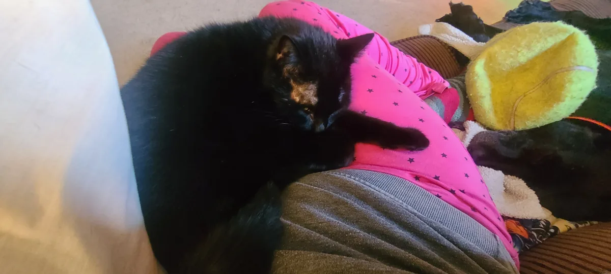 A black cat with a small brown patch on its face is curled up and sleeping soundly on a person's lap. The person is wearing…