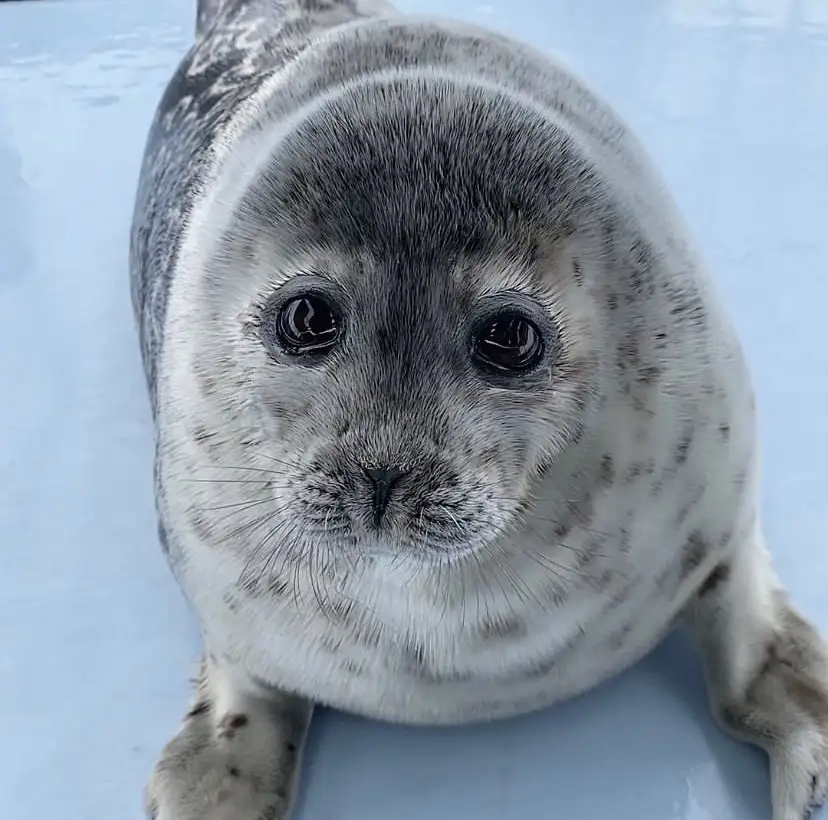 A close-up photo of a young harbor seal pup with large, dark, expressive eyes looking directly at the camera, resting on a…