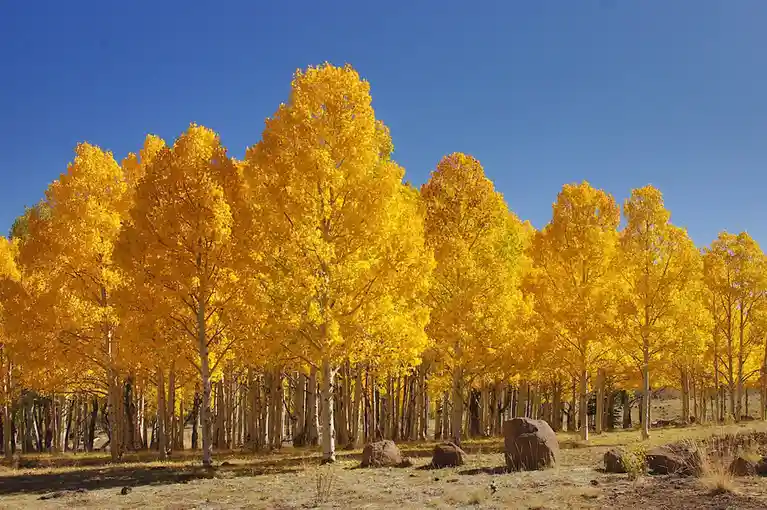 A scenic photo of a grove of aspen trees with bright yellow autumn leaves against a clear blue sky, with scattered rocks on…