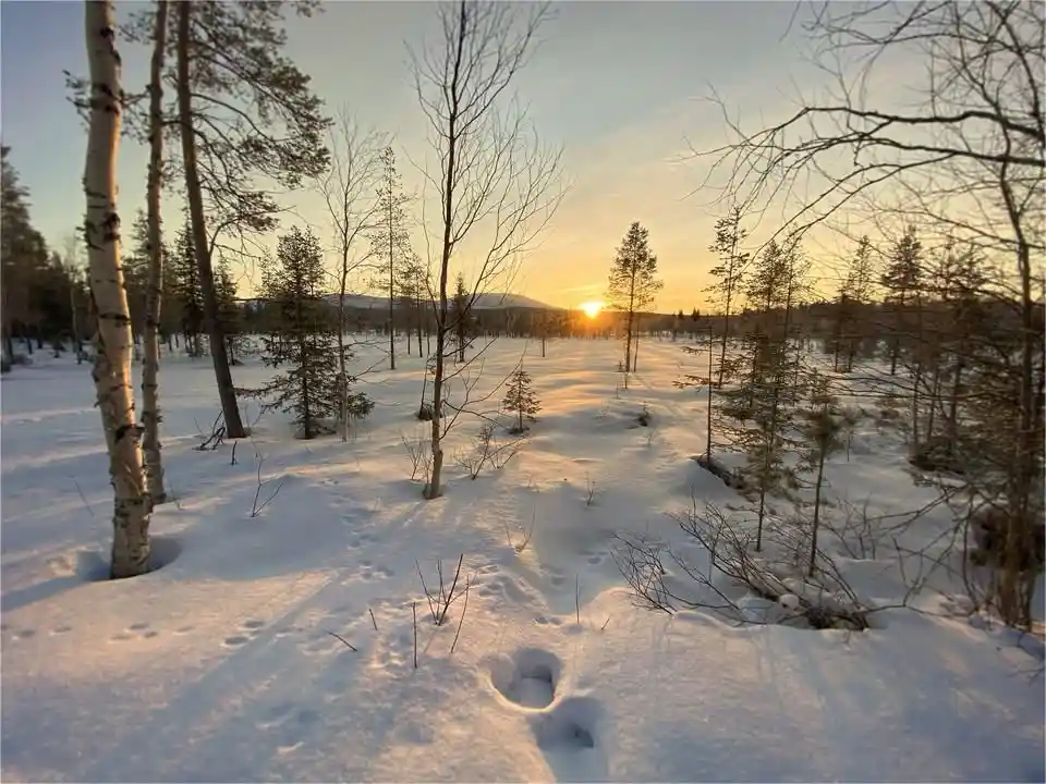 A serene winter forest scene at sunset, with snow-covered ground, bare trees, and a distant sun setting over hills…