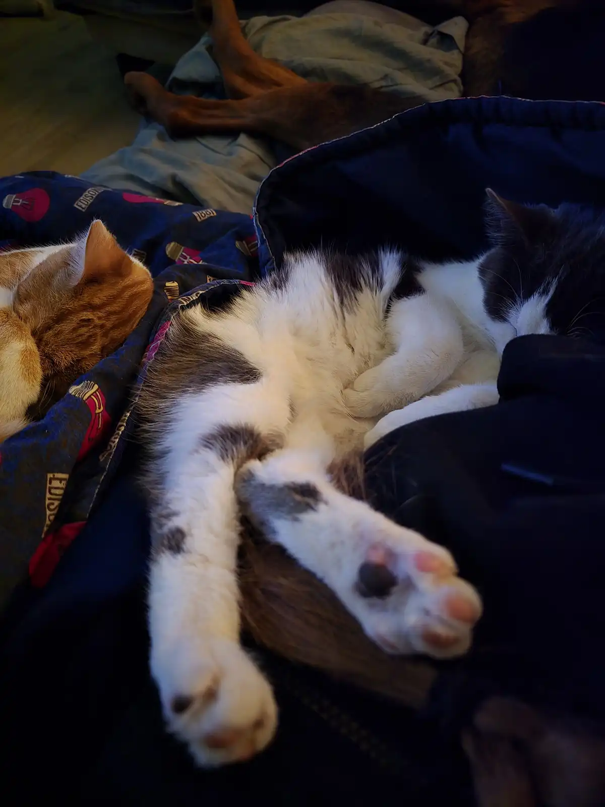 A black and white cat is sleeping on its back with paws up, nestled under a dark blue blanket. An orange cat sleeps nearby…