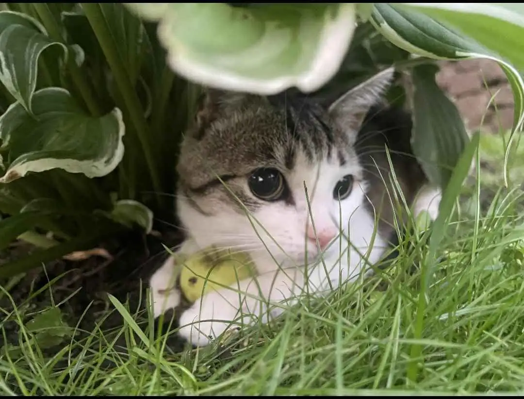 A tabby and white cat is peeking out from behind large green hosta leaves and grass, holding a small green fruit in its…