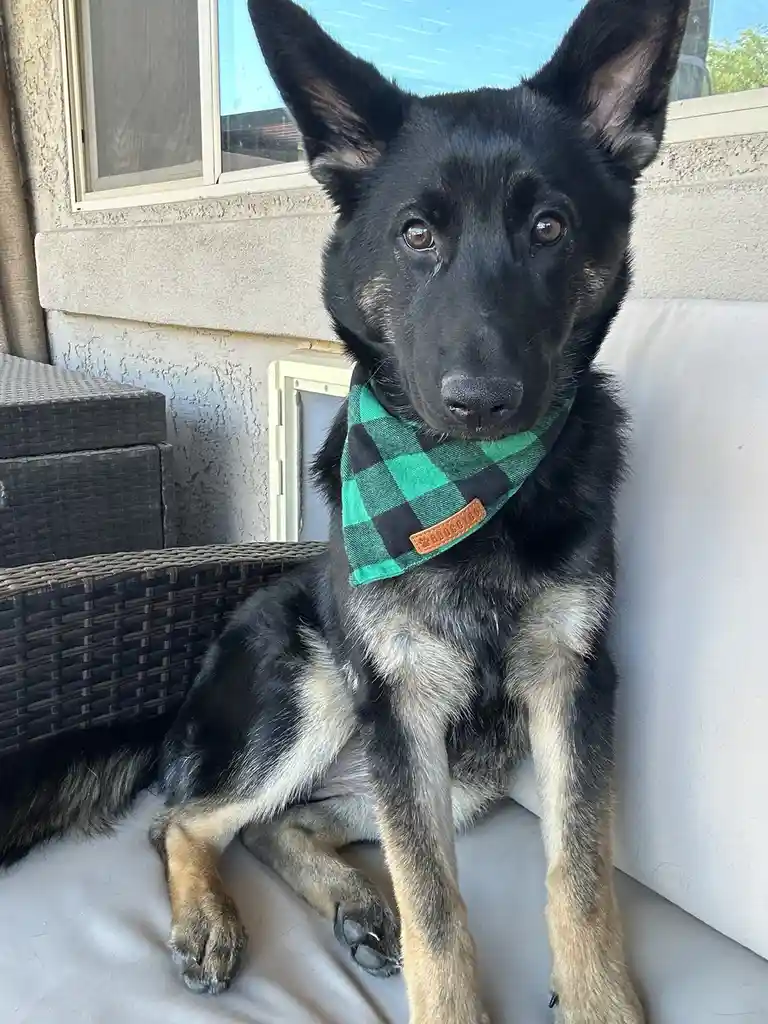 Ember's Very First Christmas Adventure!