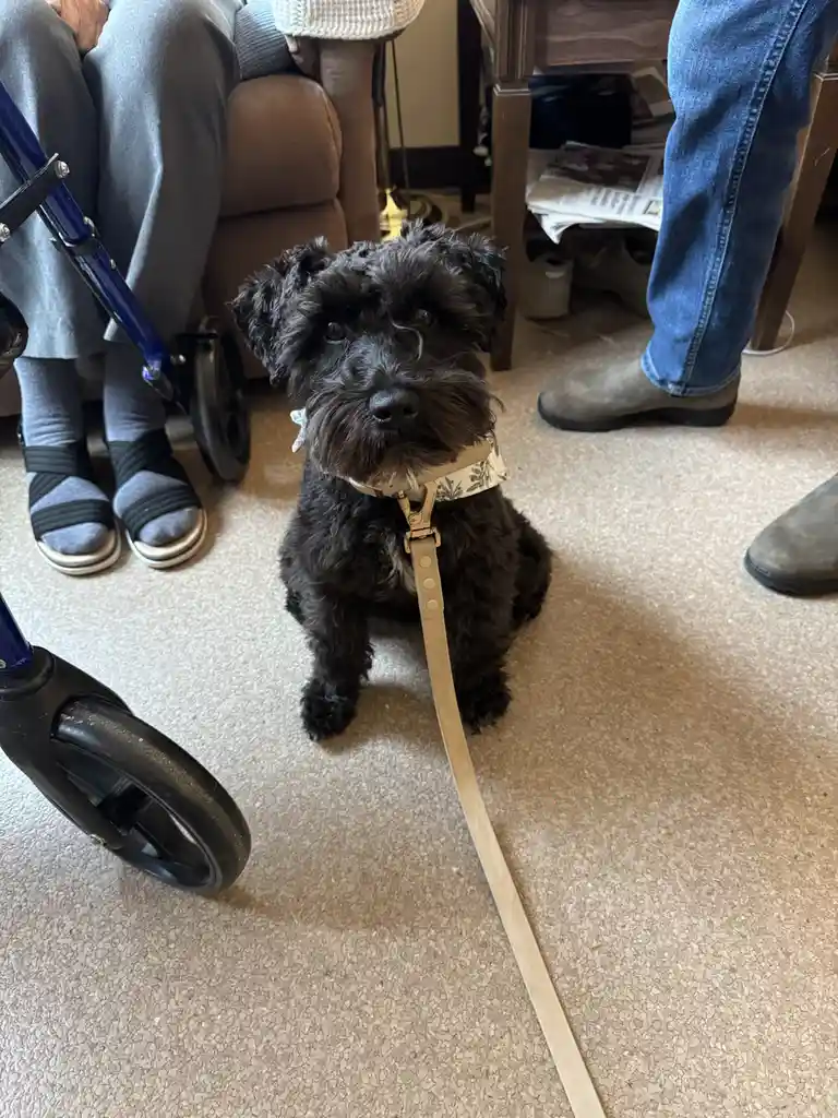A small black dog with curly fur sits on a beige carpet, wearing a patterned collar and a tan leash that extends toward the…