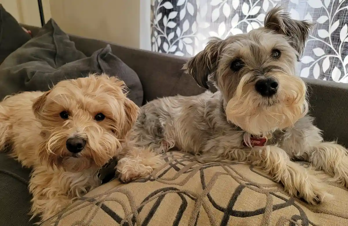 Two fluffy dogs, one light tan and one grayish, are lying side by side on a patterned couch cushion. Both stare directly at…