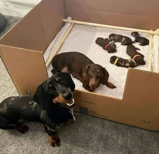 A black and tan dachshund sits outside a cardboard box, looking up with a proud, slightly smug expression. Inside the box, a…