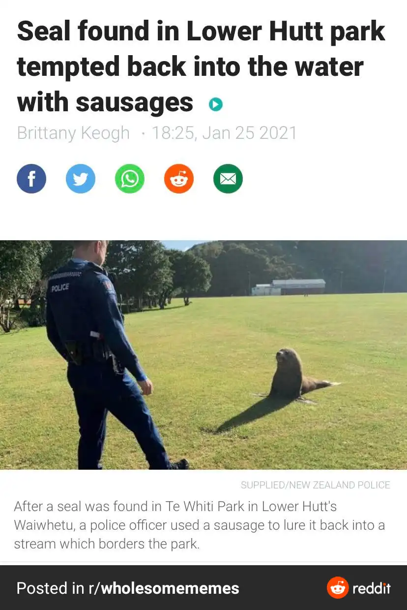 A police officer in uniform walks across a grassy park field toward a seal lying on the grass. The image is framed as a news…