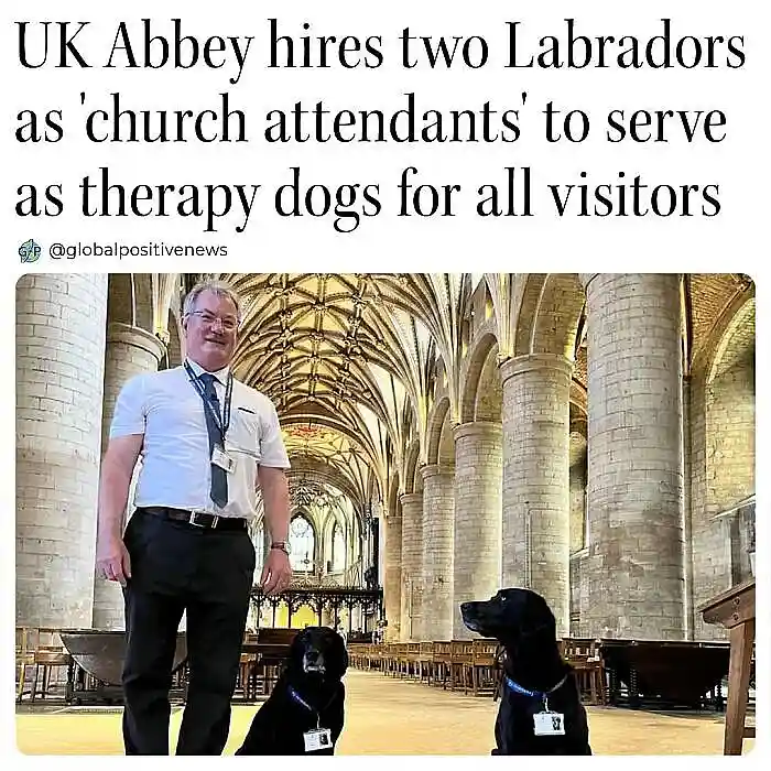 A man in a white shirt and tie stands inside a grand, stone-columned abbey with two black Labrador Retrievers at his feet…