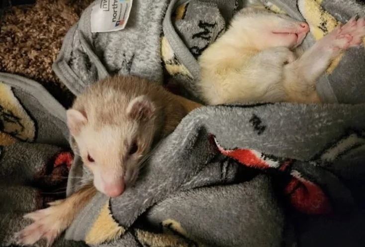 Two ferrets are nestled in a gray, patterned blanket; one is awake and looking at the camera with a sleepy expression, while…