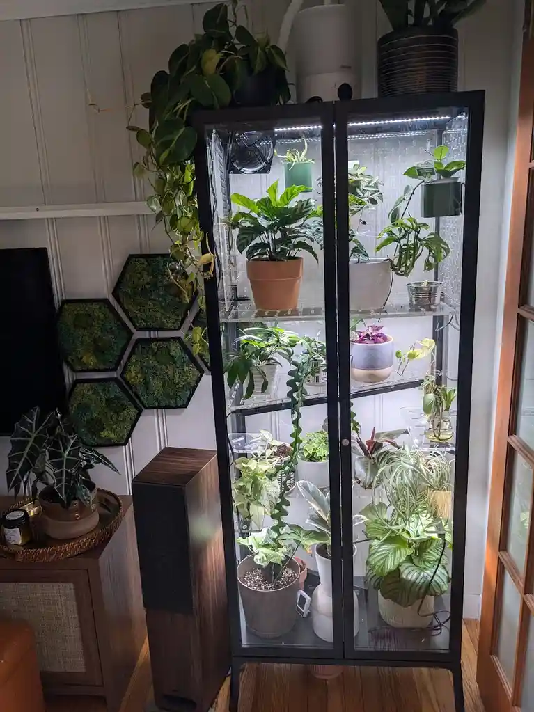 A tall, black-framed glass cabinet filled with numerous potted plants, illuminated by internal LED lights, sits in a living…