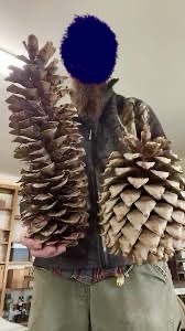 A person with a beard and camouflage jacket holds two enormous pinecones, one in each hand. Their face is obscured by a blue…