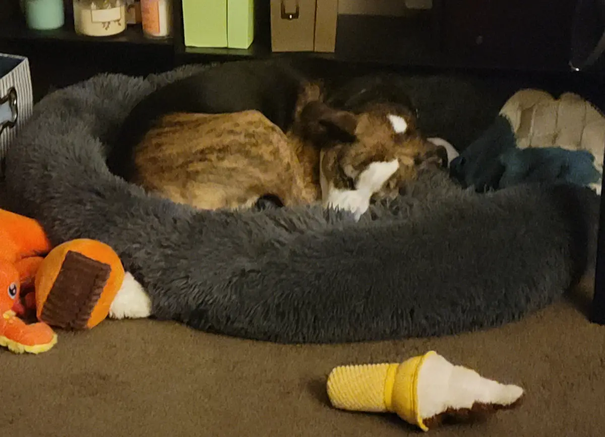 Celebrating My Special Day with Roscoe