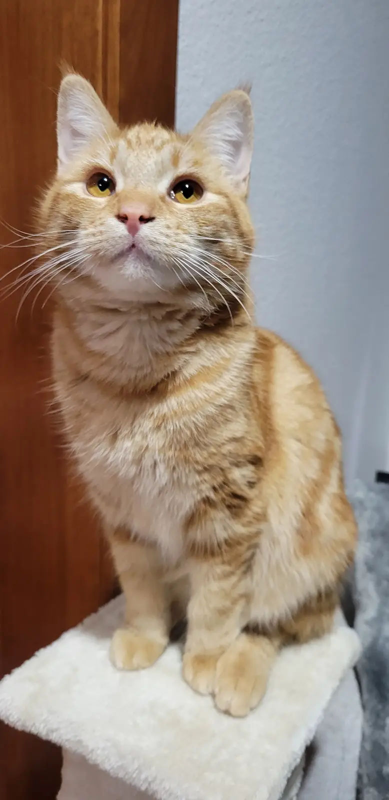 An orange tabby cat with wide, surprised eyes sits upright on a white, fluffy cat tree perch, looking upward. The overlaid…