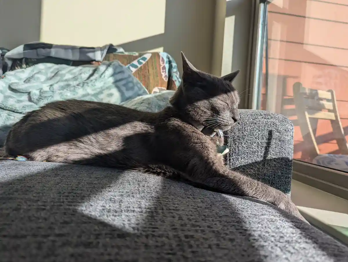 Mandatory Cute Pet Tax