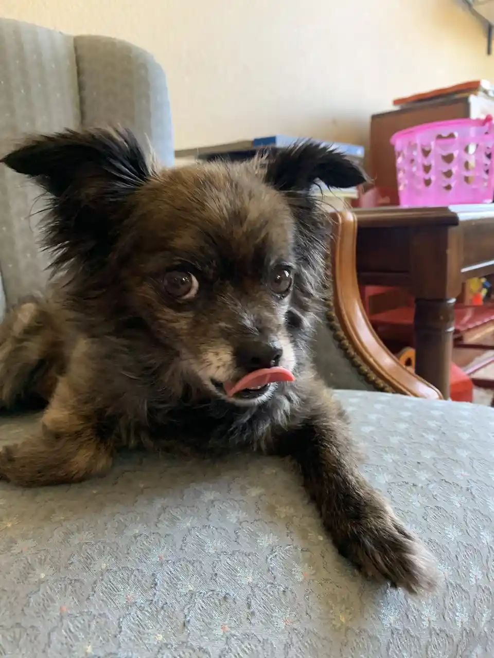 A small, fluffy brown and black dog with large, expressive eyes is lying on a patterned gray couch, its pink tongue sticking…