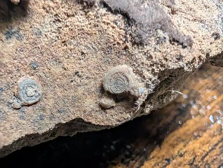 A close-up photo shows two small, spiral-shaped growths on a rough, textured surface resembling decaying wood or bark. The…