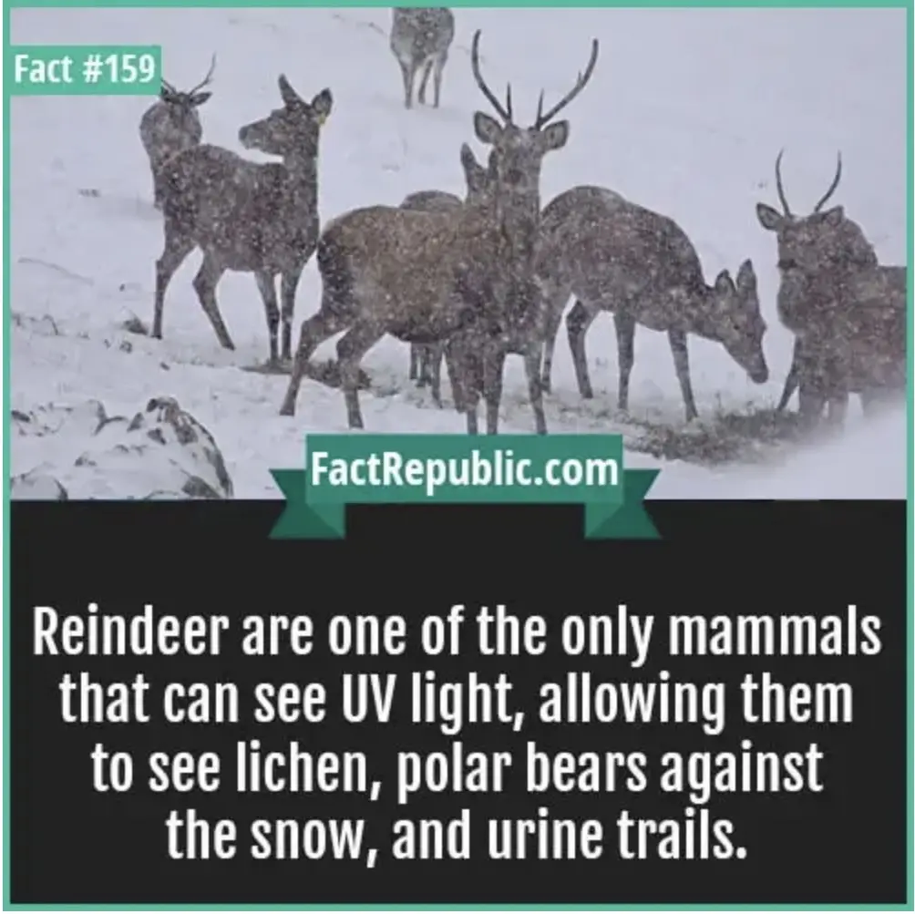 A snowy image shows a herd of reindeer standing in a winter landscape. Overlaid text reads 'Fact #159' in the top left…