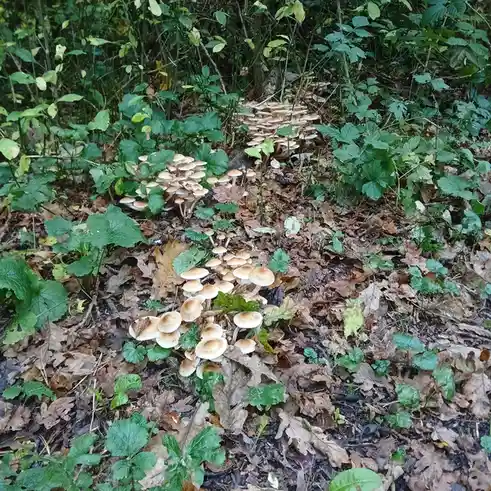A photo shows multiple clusters of small, light-brown mushrooms growing densely on a forest floor covered in fallen leaves…