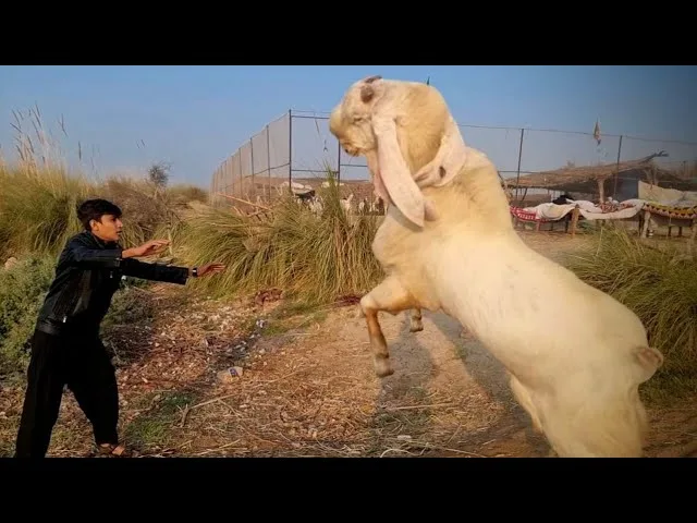 You're definitely going to need a much bigger goat for this!