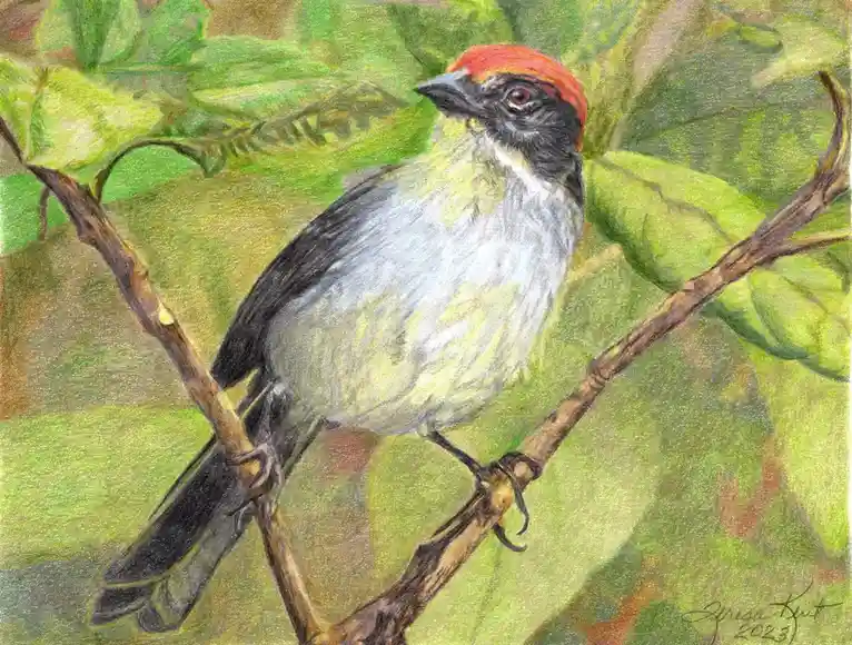A colored pencil drawing of a small bird with a bright red crown, black face, and grayish-white body perched on a branch…
