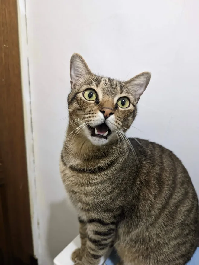 Listen to that adorable cat meow!