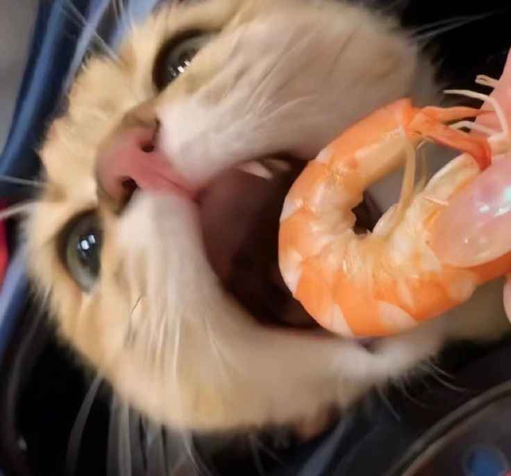 A close-up photo shows a fluffy, light-colored cat with wide, startled eyes staring up at a large, cooked shrimp held near…