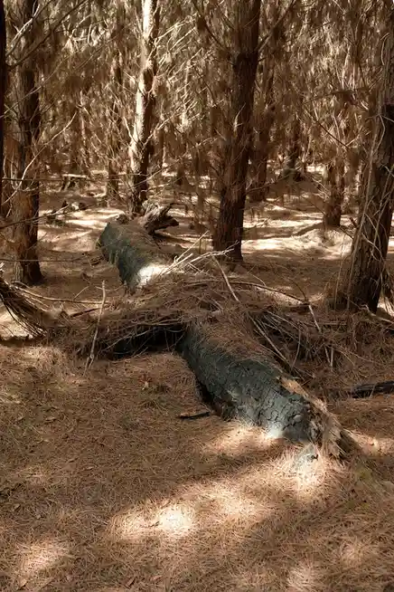 A photograph of a large, dark, fallen tree trunk lying diagonally across a forest floor covered in dry pine needles and…