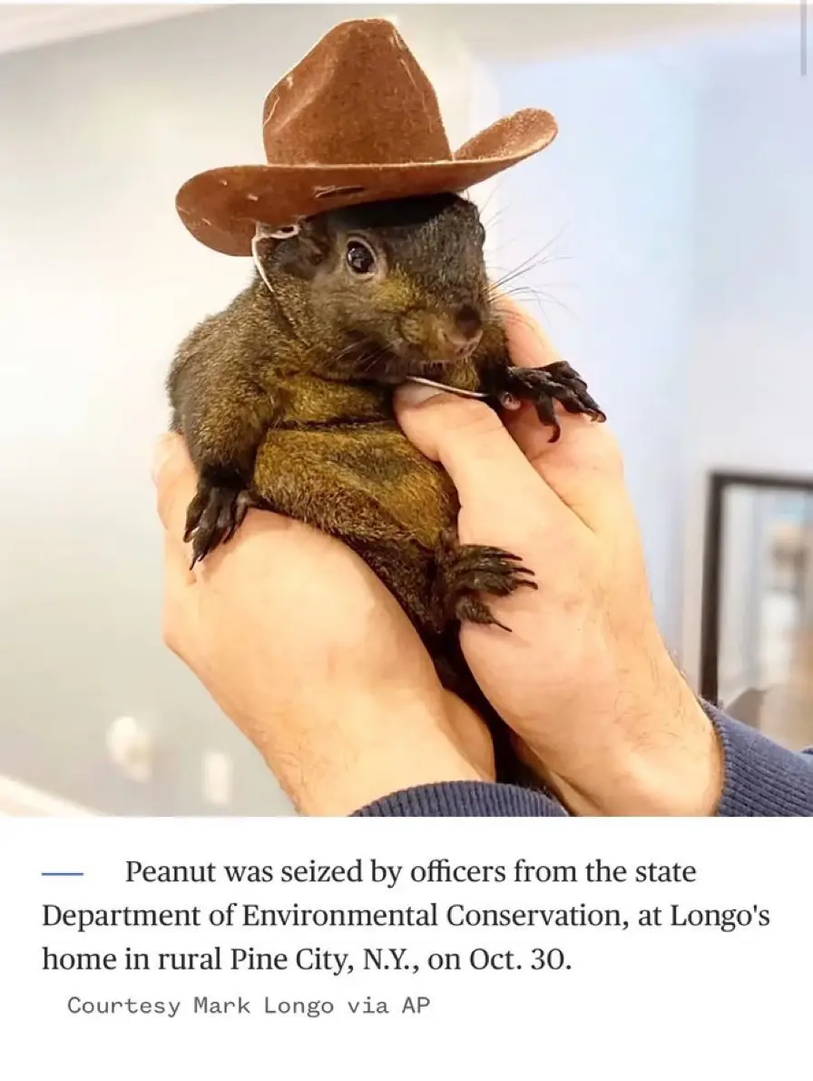 The Mighty Peanut: Small but Mighty