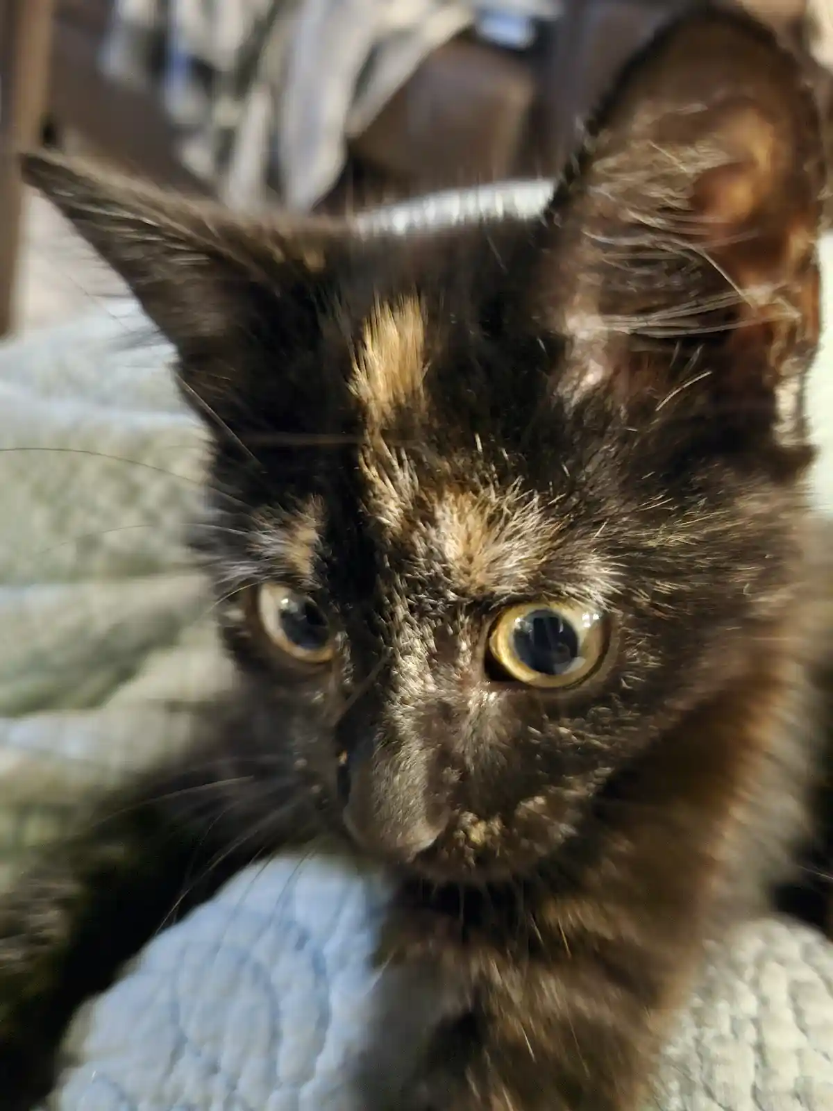 A close-up photo of a tortoiseshell kitten with wide, startled-looking eyes staring directly at the camera, resting on a…