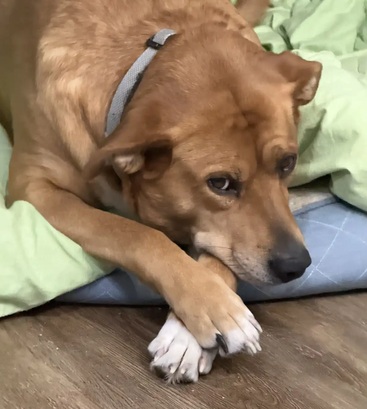 A brown dog with a gray collar rests its head on its paws, lying on a blue pillow and green blanket on a wooden floor…