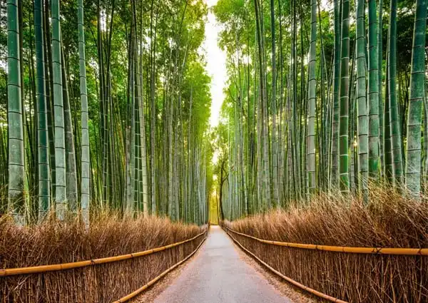 A serene, symmetrical path winds through a dense bamboo forest, flanked by tall green stalks and dry brown undergrowth…