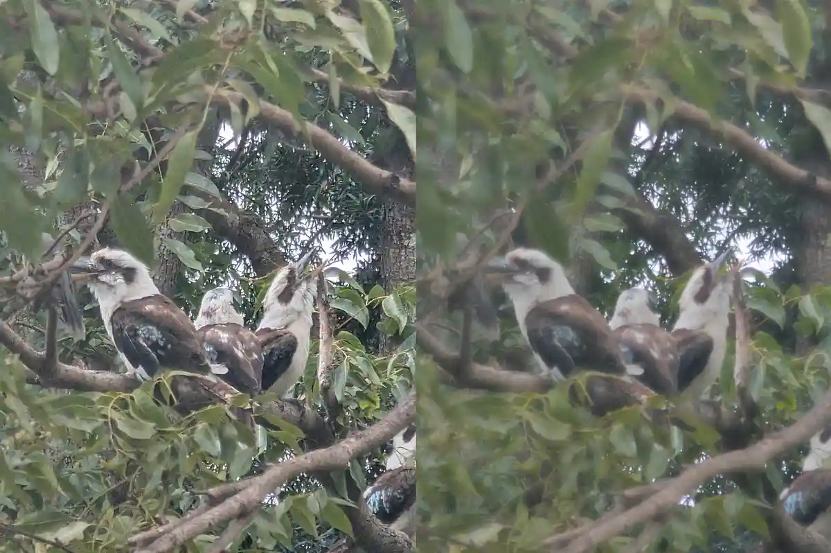 The image shows two side-by-side photos of kookaburras perched in a tree with green leaves. The birds have white heads…