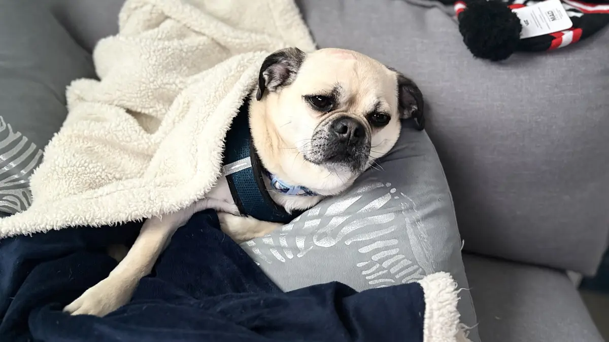 A fawn-colored pug with black ears and muzzle lies on a gray couch, partially covered by a white fluffy blanket and a dark…