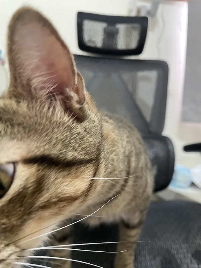 A close-up photo of a tabby cat's head and ear, looking sideways with a calm, unbothered expression, sitting on a black…
