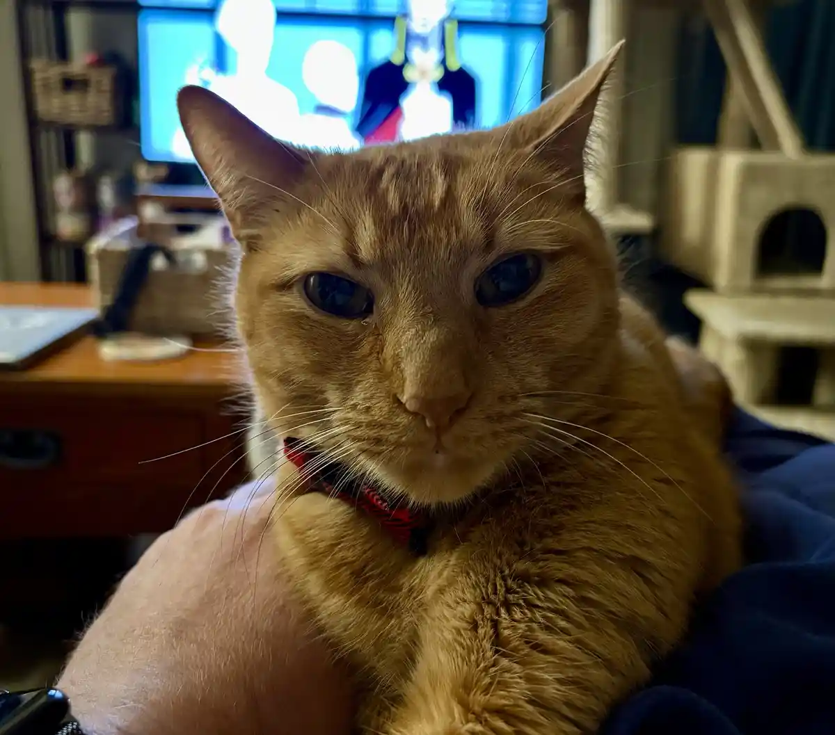 A close-up photo of an orange tabby cat with a red and black collar, looking directly at the camera with a serious…