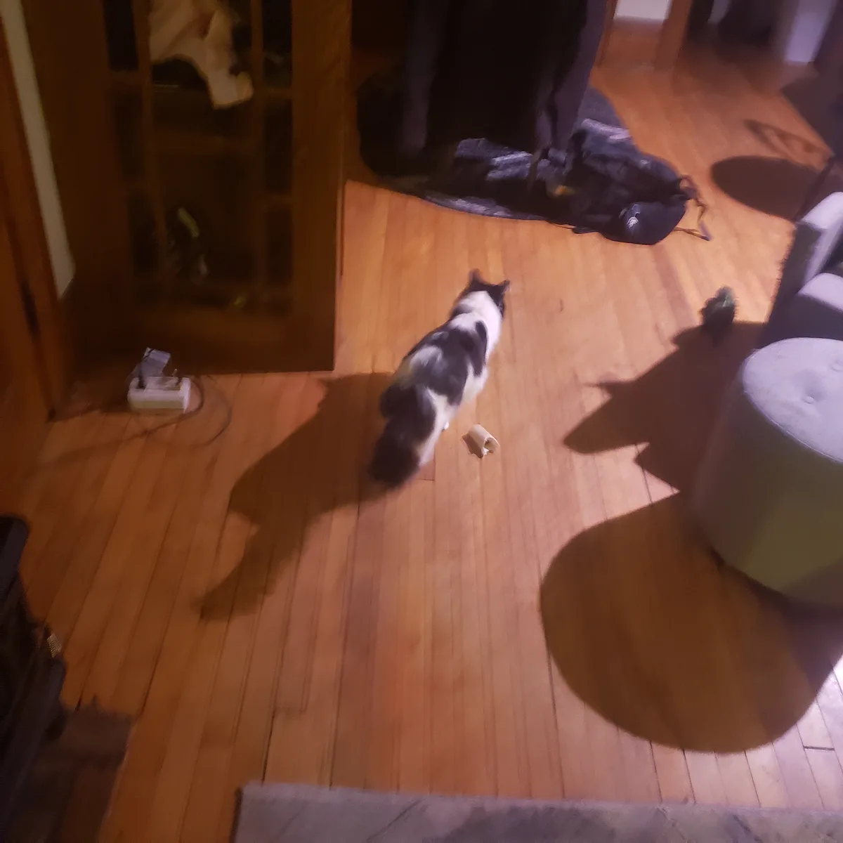 A black-and-white cat walks away from the camera across a wooden floor, leaving a crumpled paper towel roll behind. The room…