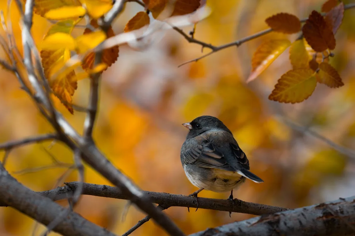 A small gray bird with a white underbelly perches on a tree branch surrounded by out-of-focus autumn leaves in shades of…