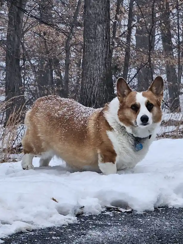 A tan and white corgi stands in a snowy forest, snow dusting its back, looking directly at the camera with a serious…